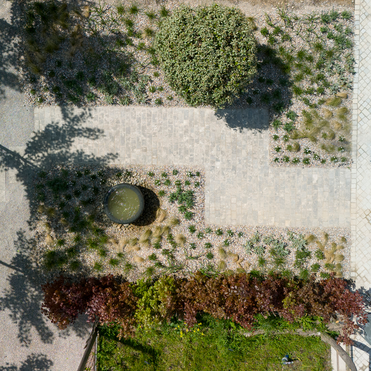 Muschelkalkpflaster Sesleria und Nepeta Pflanzung.