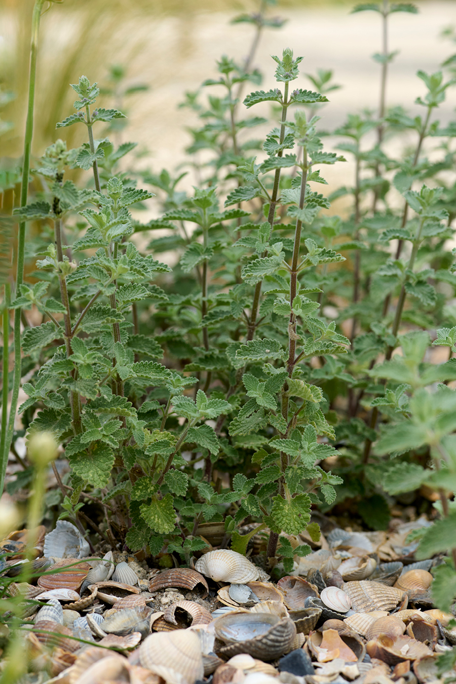Nepeta fassenii (Katzenminze) als Mulch werden Muschelschalen verwendet.