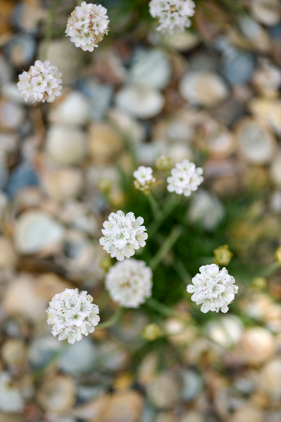 Sandnelkenblüten von oben wirken wie kleine Sterne