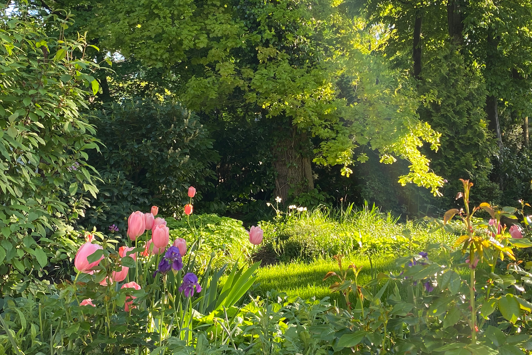 Blick über den Schattenrasen, der mit Sonnenlichtreflexen verziert wird.