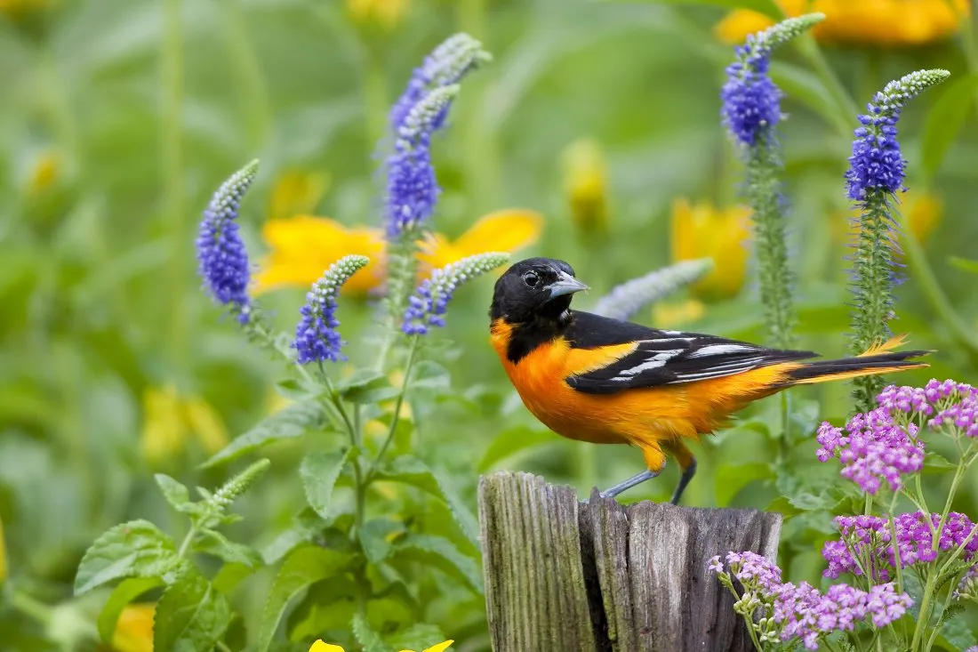 Ein Fink (Vogel) seht auf einem alten Holzpfahl und guckt sich um. Im Hintergrund steht Veronicastrum (Ehrenpreis). Es ist Sommer.