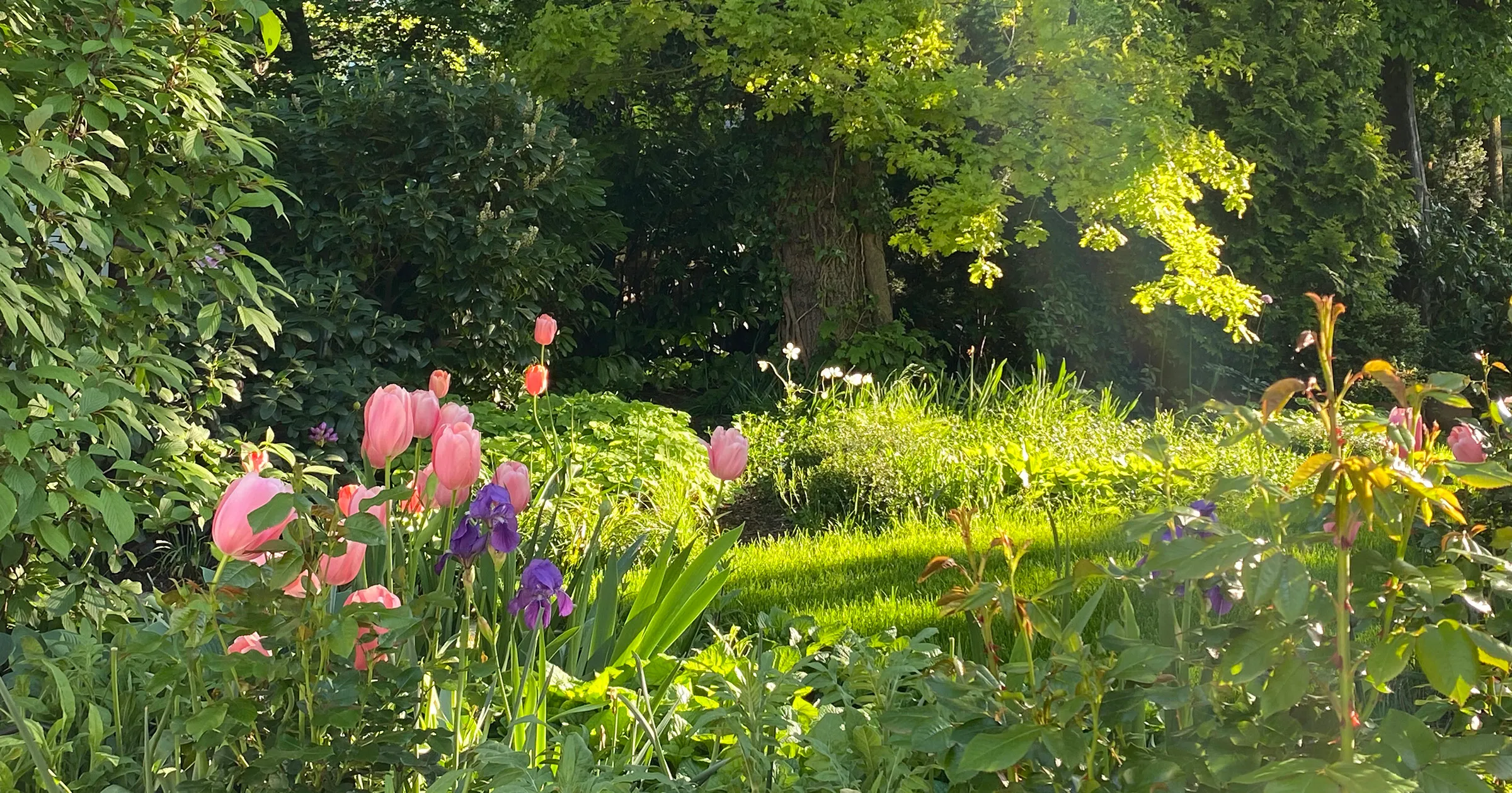 Blick in einen sonnendurchfluteten Garten, im Hintergrund alter Baumbestand, im Vordergrund blühende Tulpen