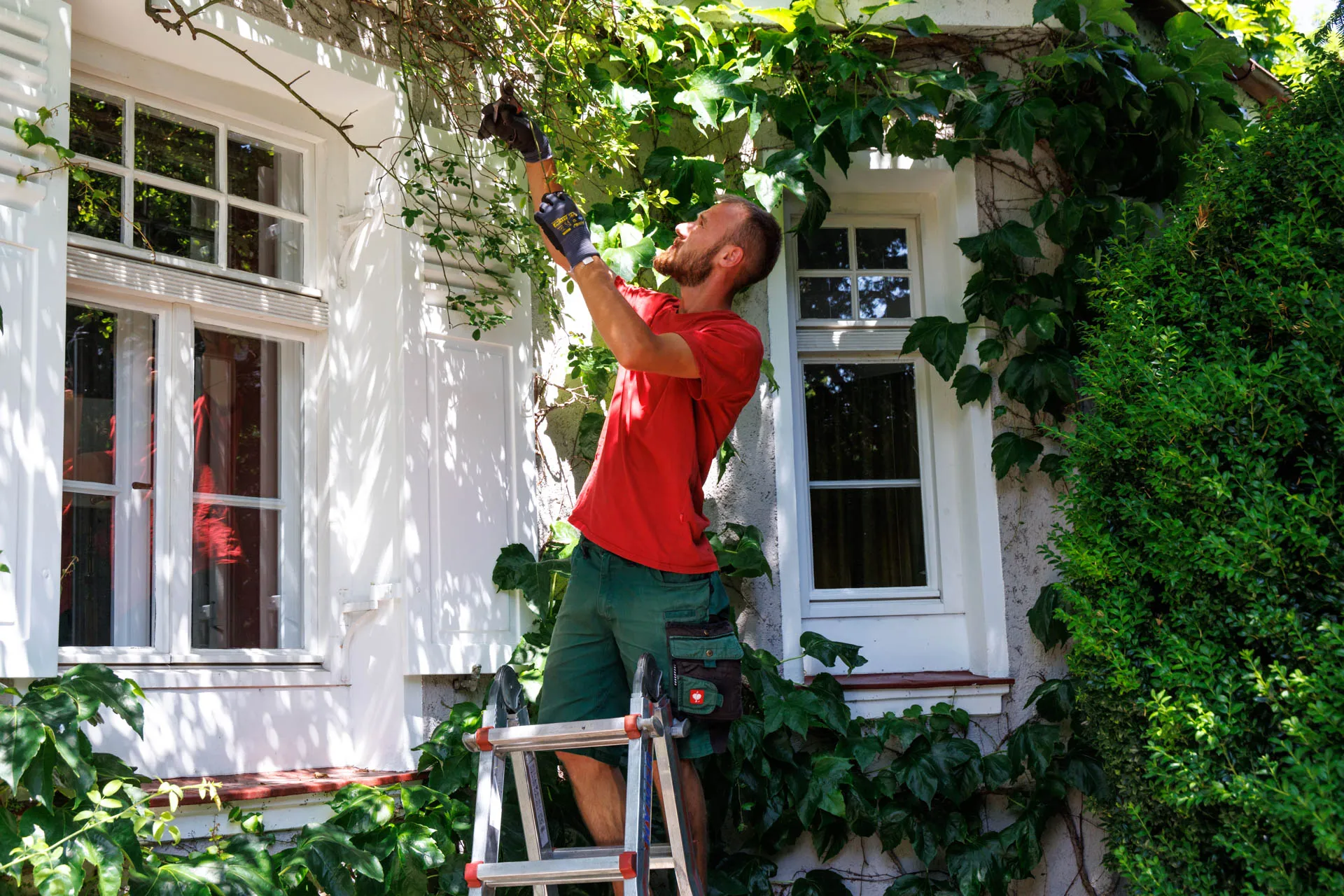Ein Mitarbeiter von Landschaften und Gärten GALA GmbH steht auf einer Leiter und schneidet den Wilden Wein an einer Villa in München-Obermenzing. Die Sonne malt Licht und Schatten auf die Hauswand.